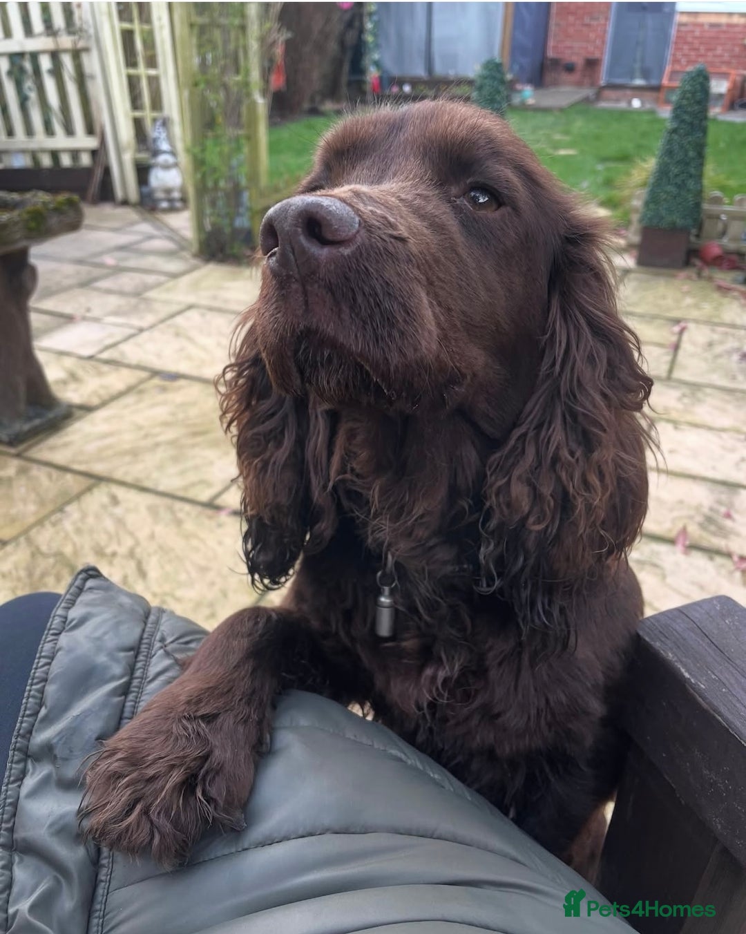 Cocker Spaniel dogs for sale: Cocker spaniel pups - Image 10