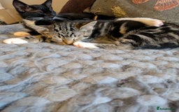 Domestic Shorthair cats for sale: Beautiful domestic short hair kittens for sale  - Image 25