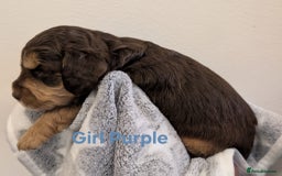 Cockapoo dogs for sale: Beautiful Cockapoo puppies 🐶 😍  - Image 34