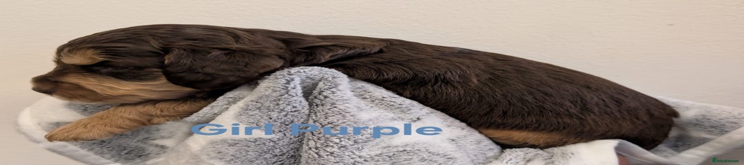 Cockapoo Puppy 8