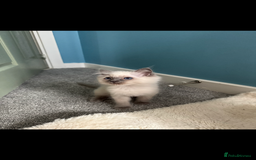 Ragdoll cats for sale: female ragdoll kitten  - Image 3