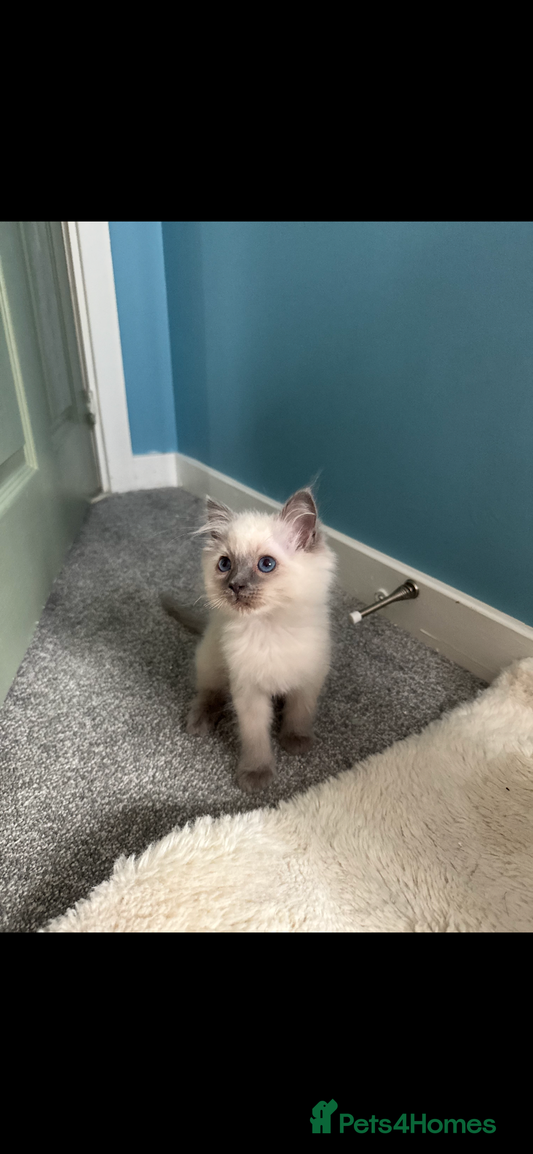 Ragdoll cats for sale: female ragdoll kitten  - Image 3