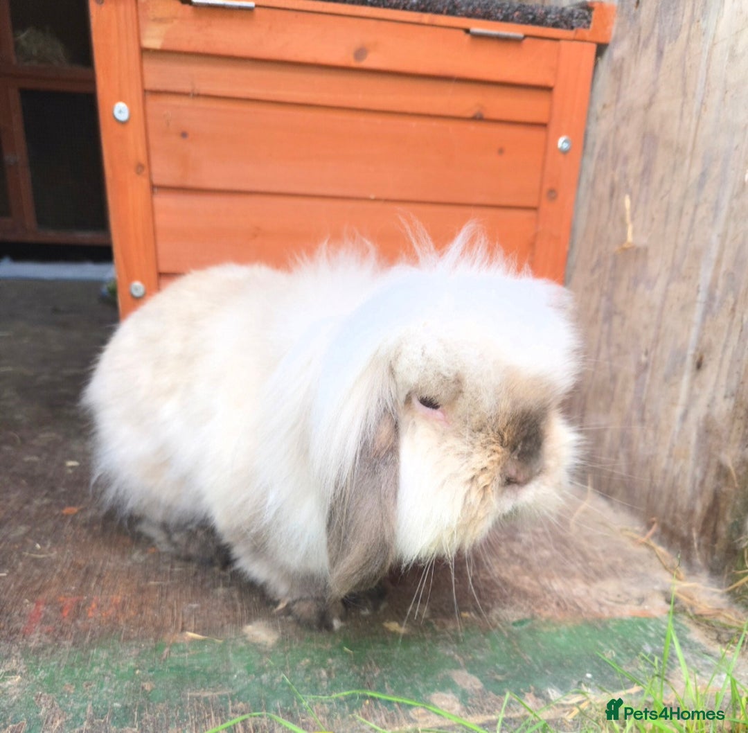 Mini Lion Lop rabbits for sale: Adult Mini lion lop buck (male) - Advert 1