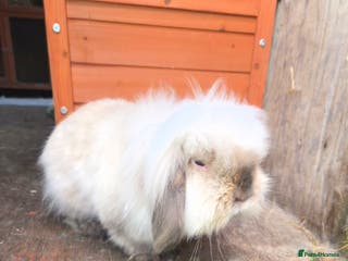 Mini Lion Lop rabbits Adult Mini lion lop buck (male) - Advert 9