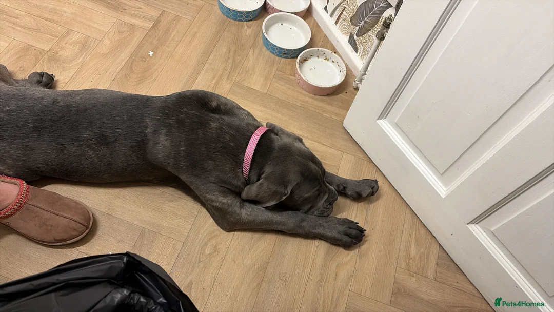 Cane Corso dogs for sale: Beautiful big girl - Advert 5