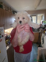 Cavachon dogs - Advert 2