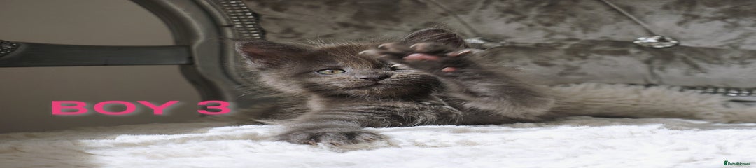 Maine Coon Kitten 3