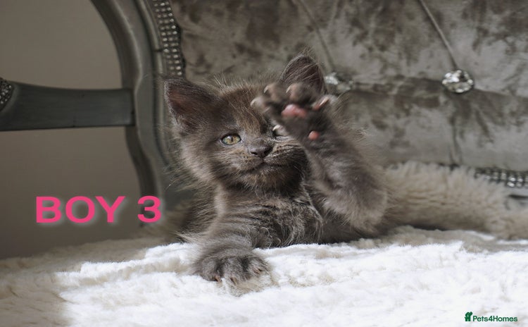 Maine Coon cats - Advert 4