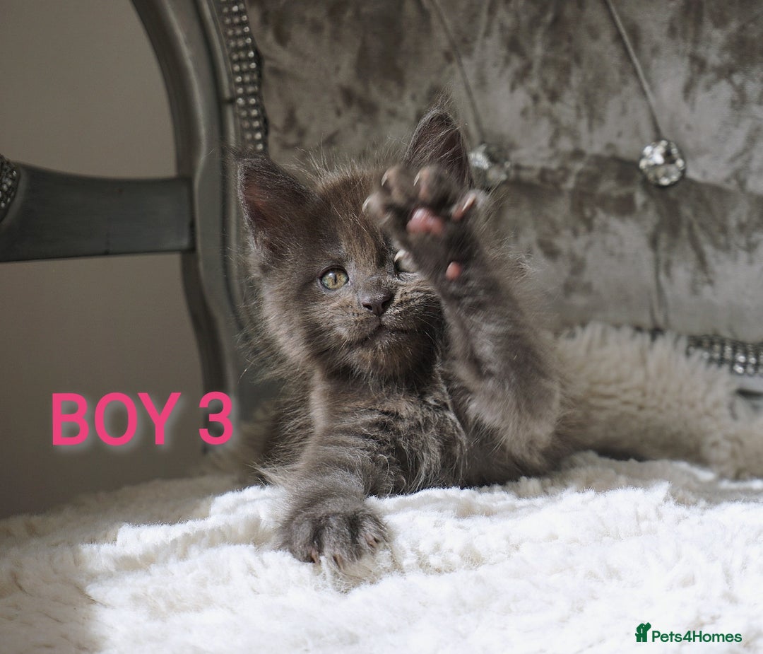 Maine Coon cats for sale: SHOW QUALITY MAINE COON KITTENS  - Image 1