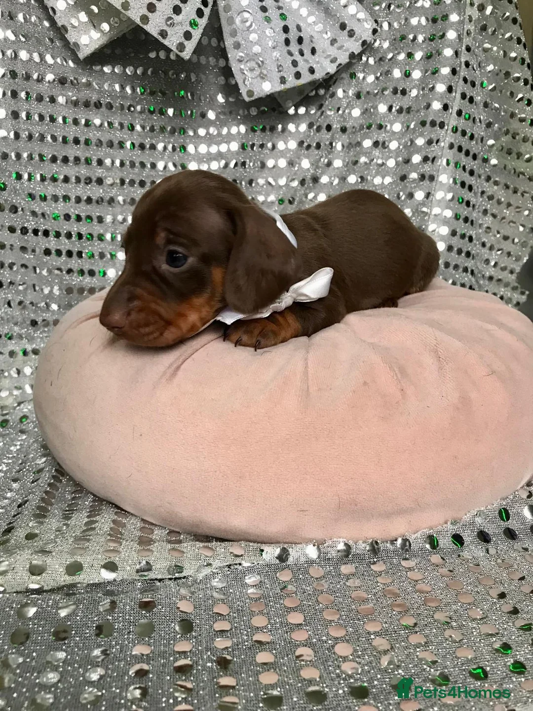 Miniature Dachshund dogs for sale: 🐶 4 miniature duschund puppies🐕 - Advert 16