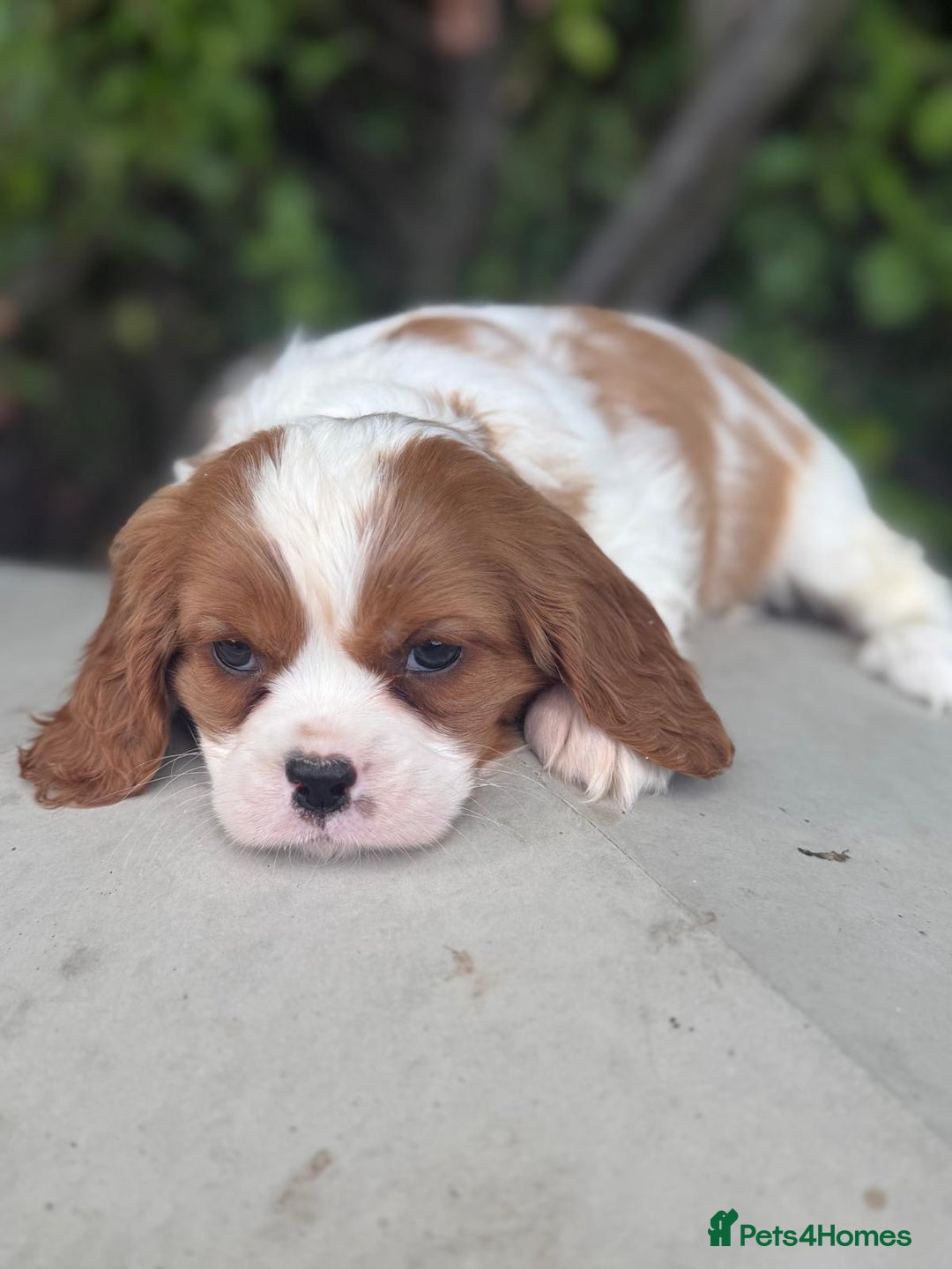 Cavalier King Charles Spaniel dogs for sale: Cavalier King Charles pups - Image 5