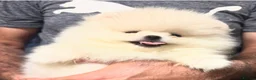Pomeranian dogs for sale: Beautiful White/Cream Pomeranian Puppies - Advert 10