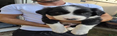 Border Collie 1