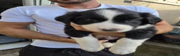 Border Collie dogs for sale: Boarder Collie - Advert 3