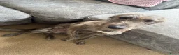 Mixed Breed dogs for sale: Frankie - Advert 3
