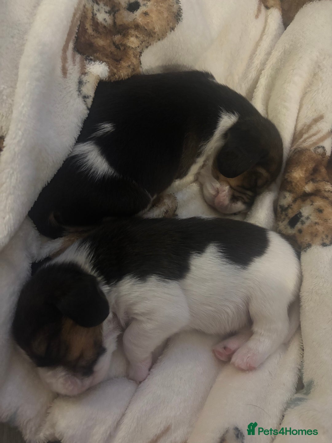 Beagle dogs for sale: Beagle  - Image 2