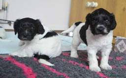 Cockapoo dogs for sale: Bouncy black & white Cockapoo - Image 10