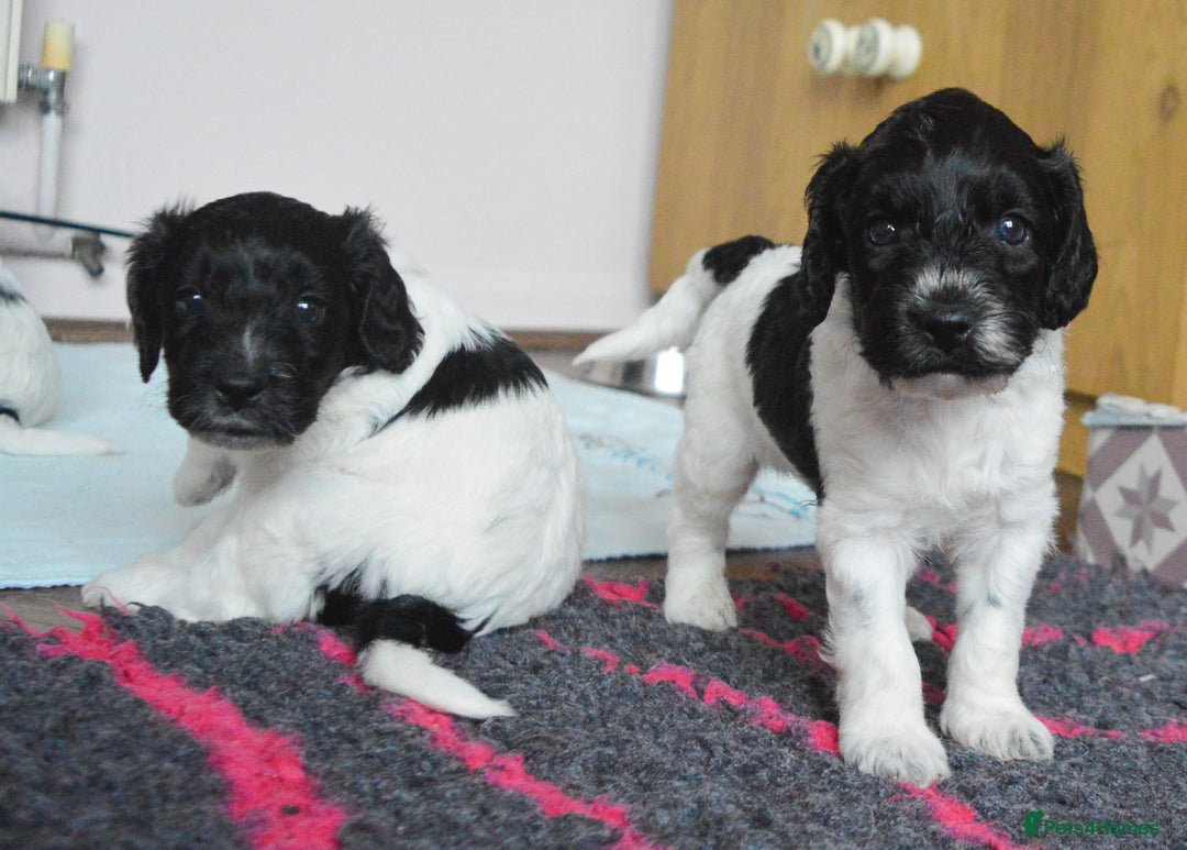 Cockapoo dogs for sale: Bouncy black & white Cockapoo - Image 10