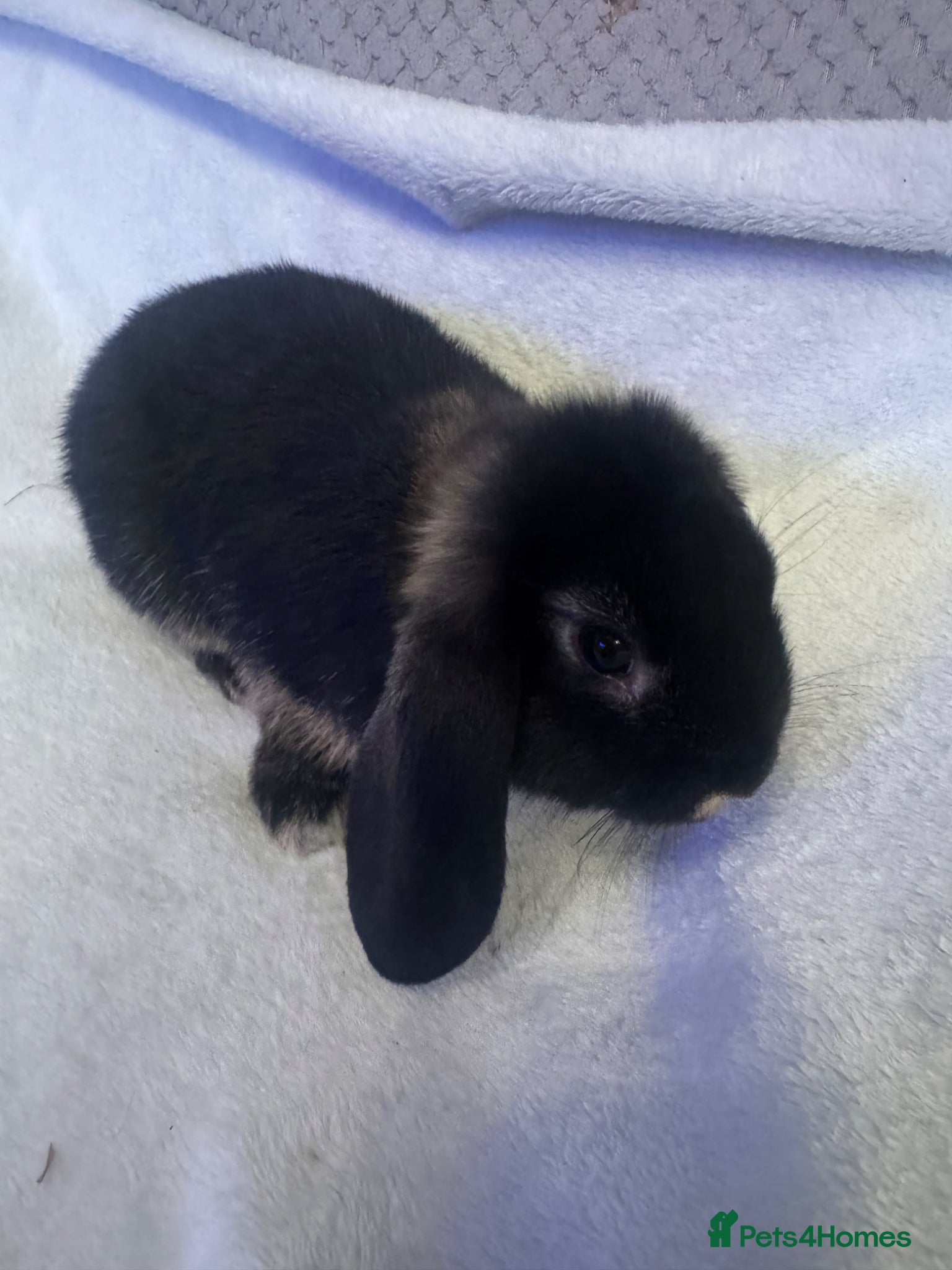 Mini Lop rabbits Mini Lops for sale - Advert 21