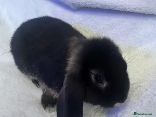 Mini Lop rabbits Mini Lops for sale - Advert 21