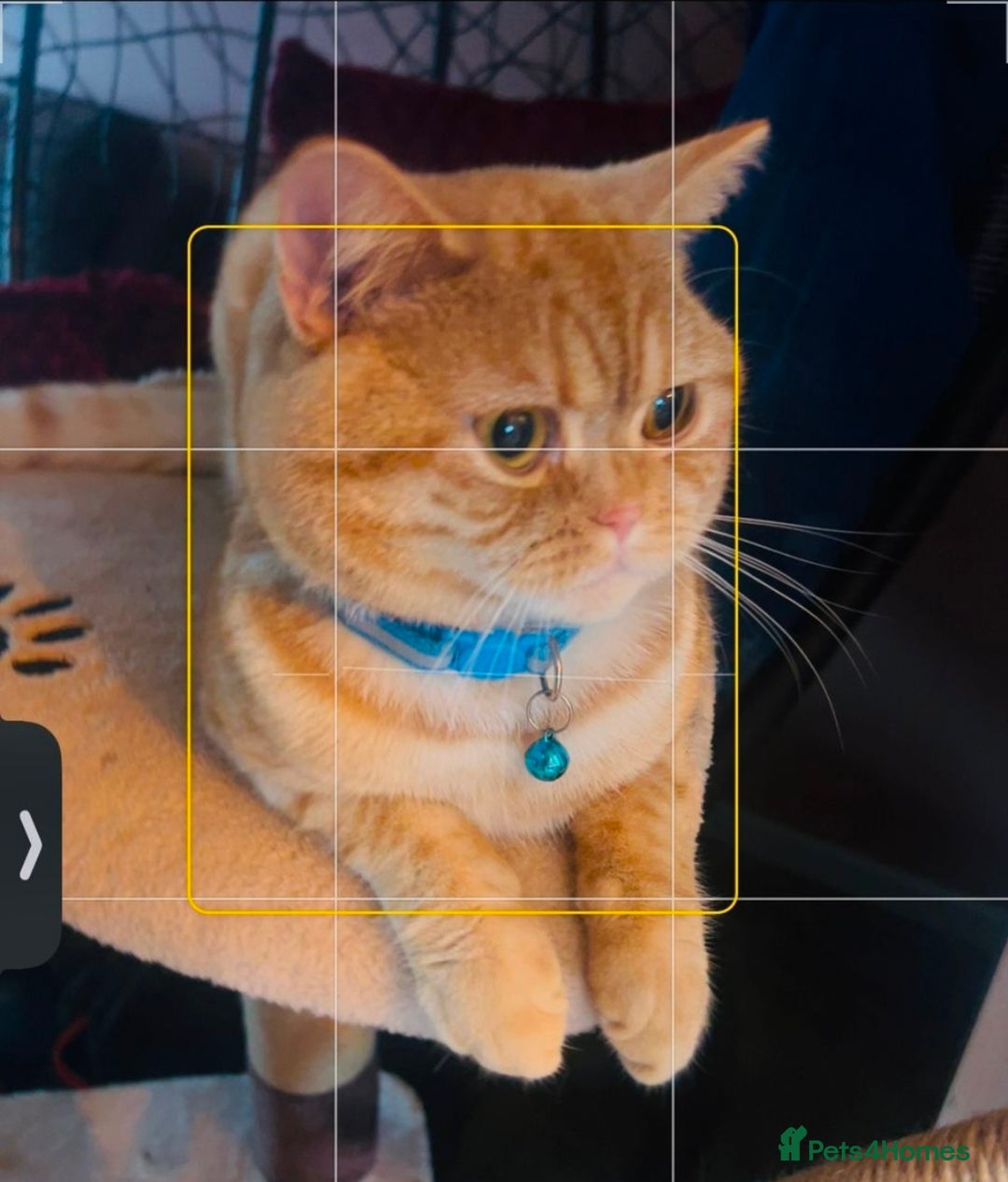 British Shorthair cats for stud: Stud: 16 m Male British Shorthair x Scottish Fold - Advert 5