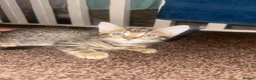 Mixed Breed cats for sale: Cute mixed kittens playful and ready for a home in Bolton - Advert 2