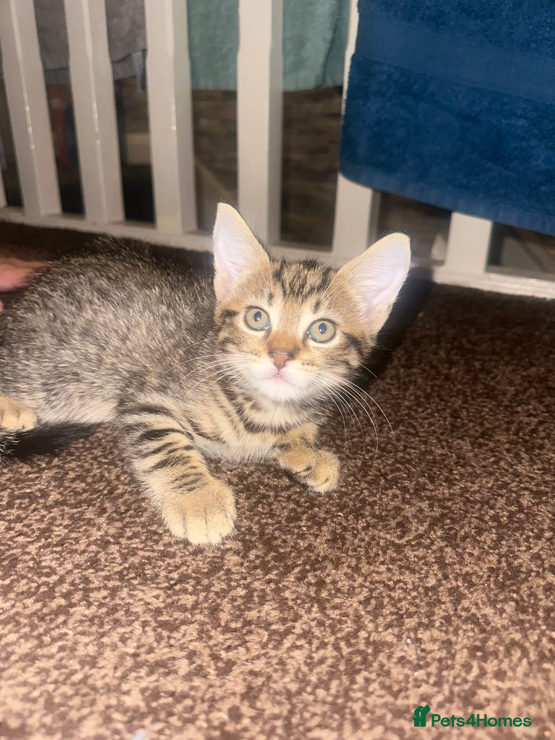 Mixed Breed cats for sale: Cute mixed kittens playful and ready for a home in Bolton - Advert 2