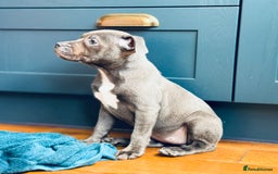 Staffordshire Bull Terrier dogs for sale: 🐾 Beautiful KC Fully Vaccinated Girl Available 🐾 in Peterborough - Image 4