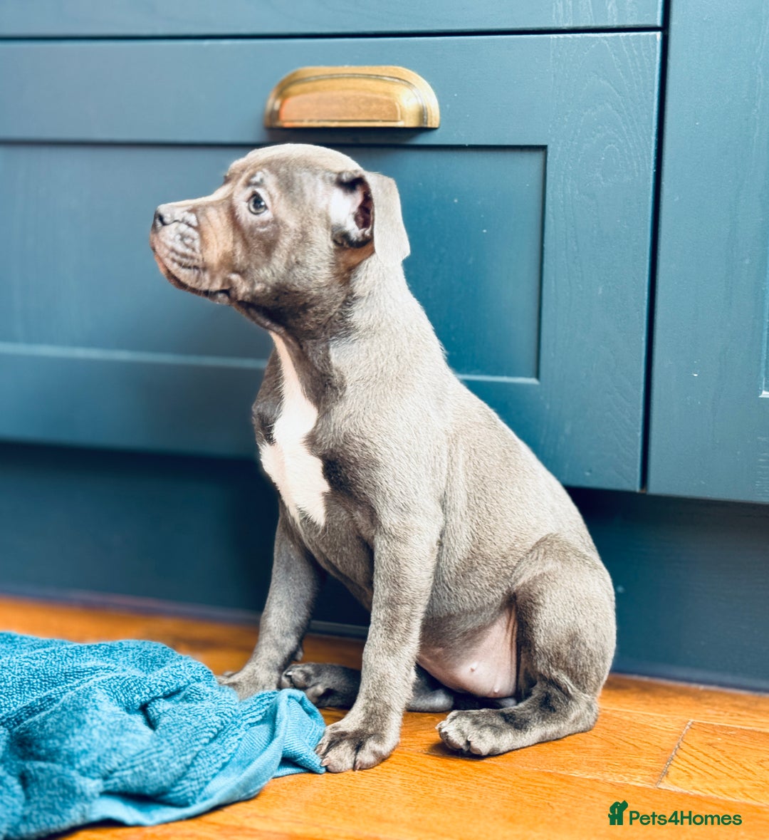 Staffordshire Bull Terrier dogs for sale: 🐾 Beautiful KC Fully Vaccinated Girl Available 🐾 in Peterborough - Image 4
