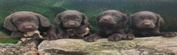 Cockerdor dogs for sale: Ready now chocolate cockerdors dna clear in Skegness - Advert 11