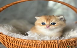 British Shorthair cats for sale: 🌟Purebred British Shorthair Golden Kittens🌟 - Image 17