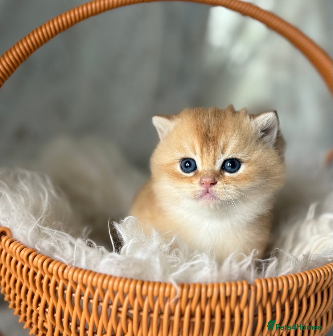 British Shorthair cats for sale: 🌟Purebred British Shorthair Golden Kittens🌟 - Image 17