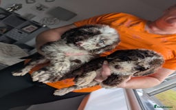 Cockapoo dogs for sale: F1 Toy Cockapoos - Image 17