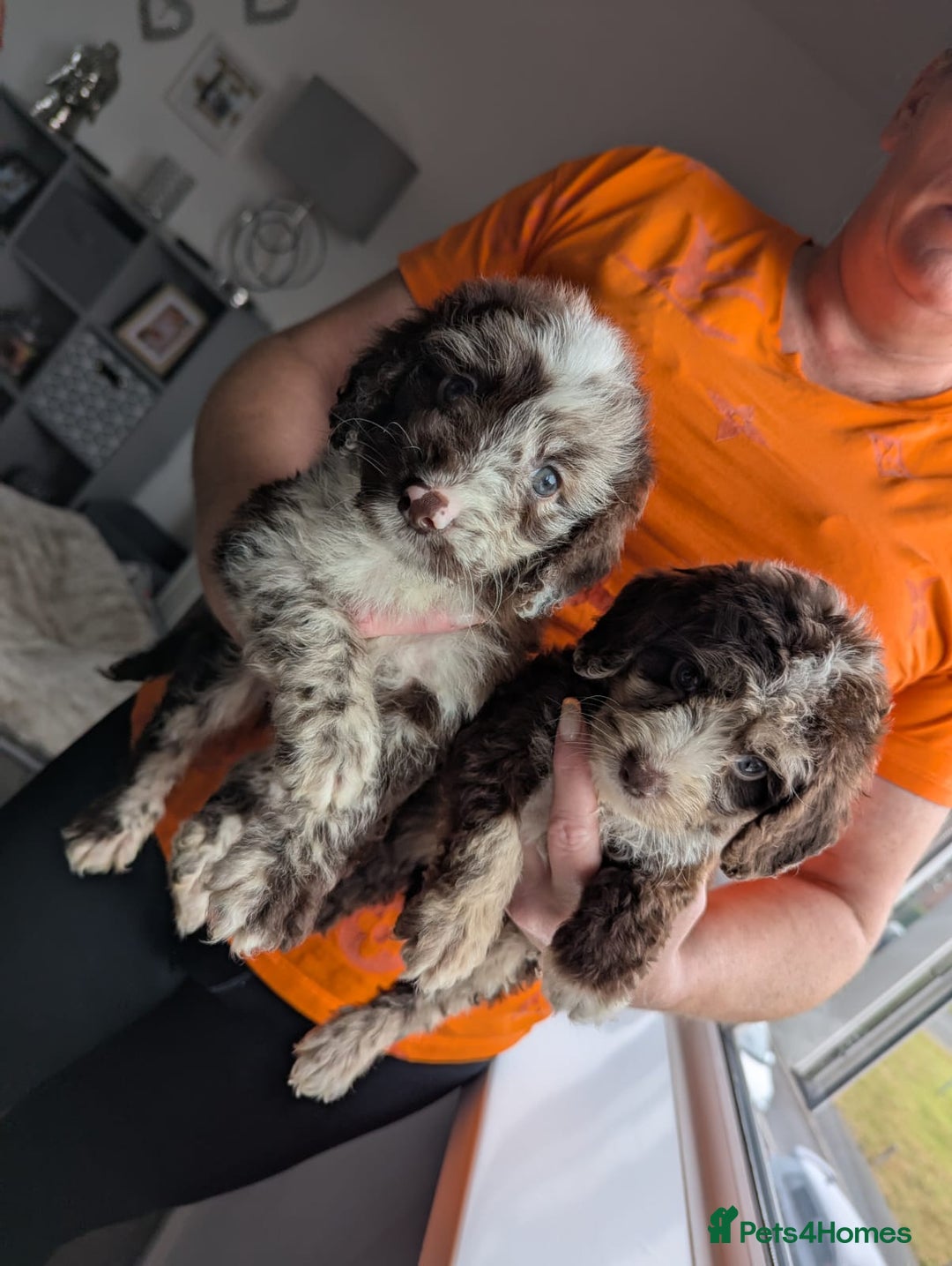 Cockapoo dogs for sale: F1 Toy Cockapoos - Image 17