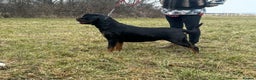 Rottweiler dogs for sale: 🐕 beautiful Rottweiler puppies 🐶  - Advert 9