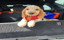 Cocker Spaniel dogs for sale: 🐾Fully Vaccinated Show Cocker Boy 🐾 - Image 1