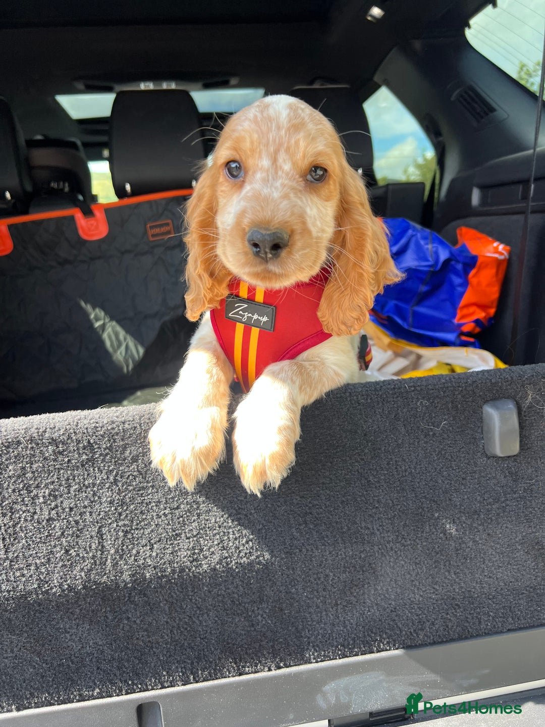 Cocker Spaniel dogs for sale: 🐾Fully Vaccinated Show Cocker Boy 🐾 - Image 1