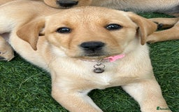 Labrador Retriever dogs for sale: Golden and fox red lab puppies ready to leave now - Image 7