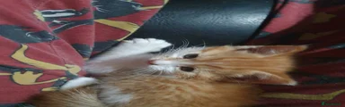Kitten 2 ginger & white male