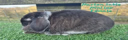 Mini Lop rabbits for sale: Various Adult Mini Lops  - Advert 10