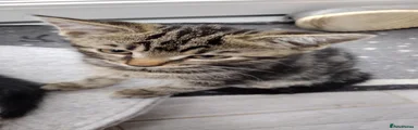 Male 2