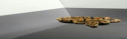 Python Snake reptiles for sale: Regius pythons/ ball pythos - Advert 15