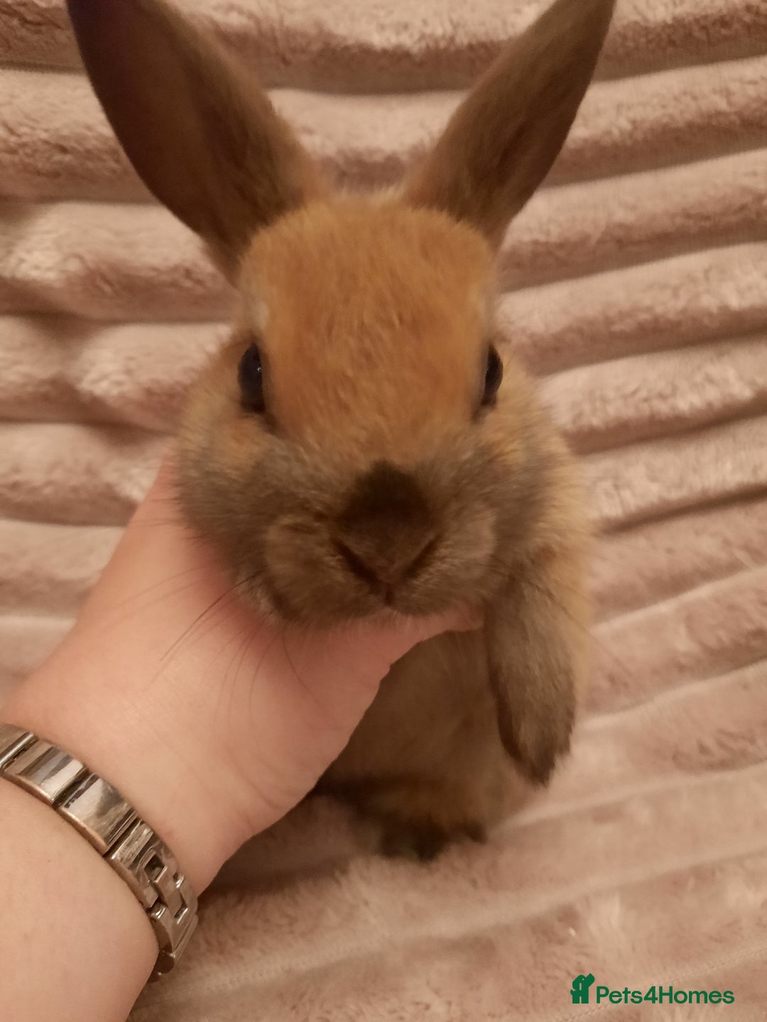 Netherland Dwarf rabbits for sale: Six Litters Of Netherland Dwarf Babies in Calne - Image 4