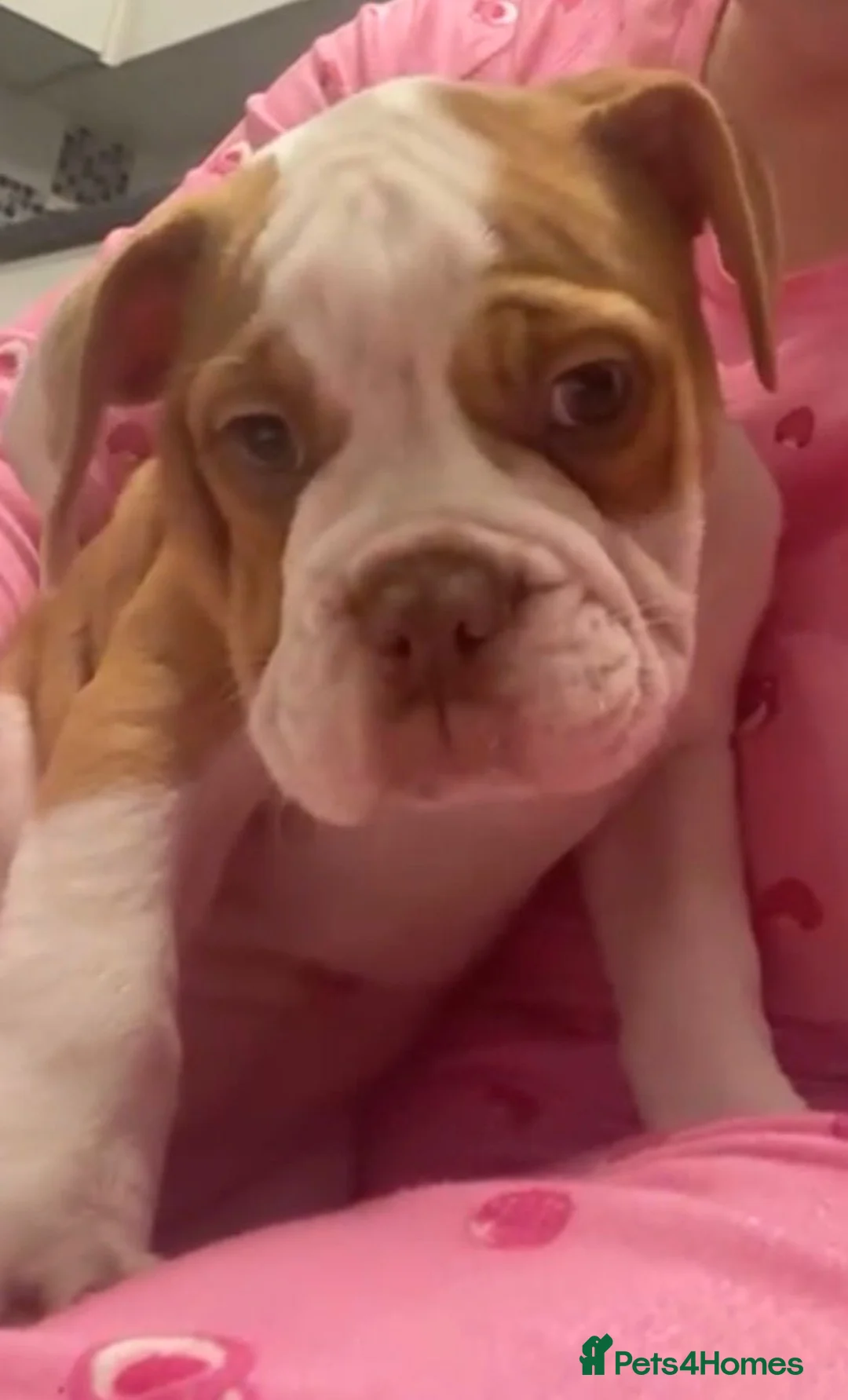 Old Tyme Bulldog dogs for sale: Old tyme bulldog  - Advert 2