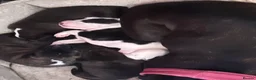 Staffordshire Bull Terrier dogs for sale: Staffie puppy in Hayes - Advert 2