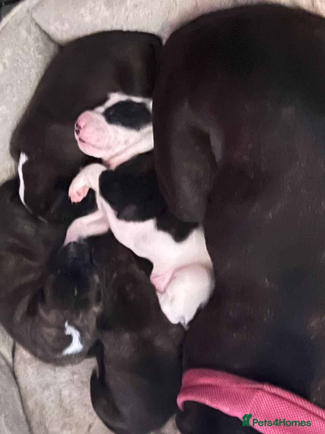 Staffordshire Bull Terrier dogs for sale: Staffie puppy in Hayes - Advert 2