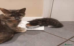 Domestic Shorthair cats for sale: Kittens  - Image 1