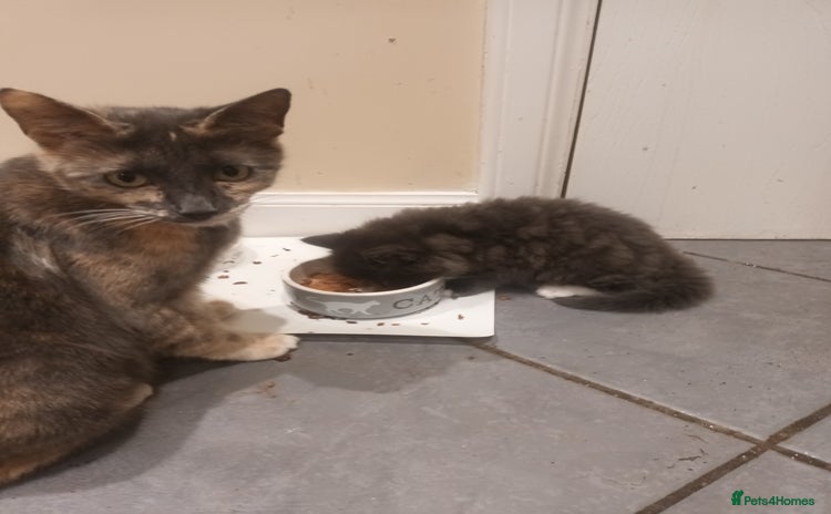 Domestic Shorthair cats - Advert 2