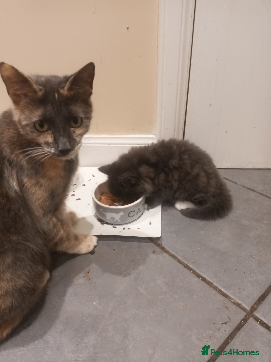 Domestic Shorthair cats for sale: Kittens  - Image 1