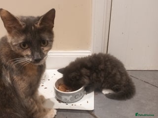 Domestic Shorthair cats - Advert 4